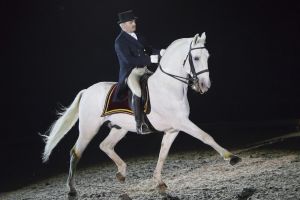 lipizzaner_maestoso1053.jpg